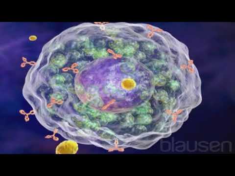 Le traitement de l’allergie